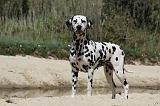 DALMATIEN 275